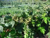 Саженцы Малина ремонтантная Жар Птица