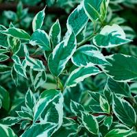 Пузыреплодник калинолистный Physocarpus opulifus Little Devil, в мягкой таре (5 шт)
