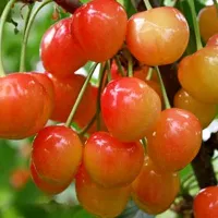 Саженцы черешни