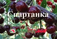Черевишня Спартанка