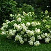 Гортензия Grandiflora