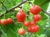 Саженцы черешни Брянская розовая
